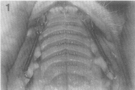 18 FIGURA 3 - Vista oclusal do palato de uma gata do grupo A, no momento de instalação das molas. Fonte: DAVIDOVITCH et al., 1980b, p. 35.