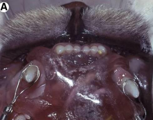 coroagengiva. Fonte: DAVIDOVITCH et al., 1980b, p. 36. FIGURA 6 - Vista oclusal do segmento anterior do palato da mesma gata do grupo C mostrada na FIG. 4, após 14 dias de tratamento.