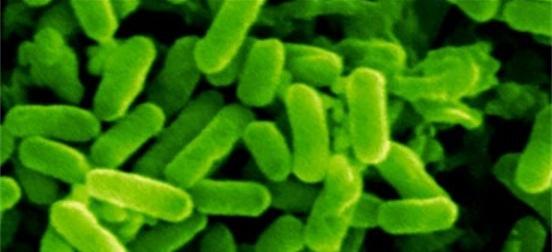 Infecções não-específicas -Colonização bacteriana