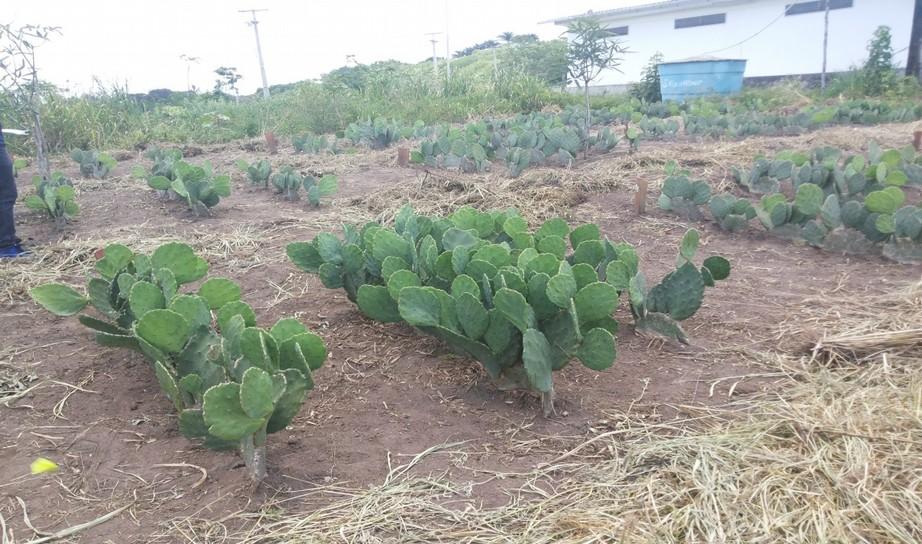 Figura 1 e 2. Vista parcial da área de cultivo e aluno realizando medições.