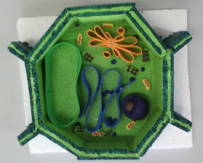 Figura 1: Maquete de uma célula vegetal. Fonte: autores 2014.