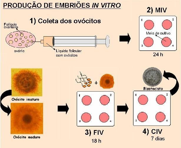 Bom...Mas como funciona a PIV?