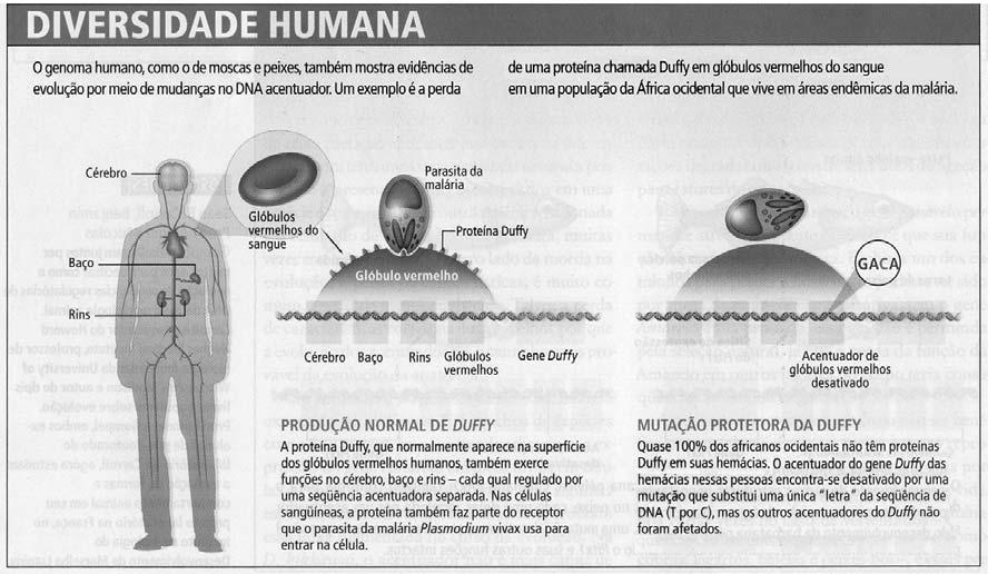 Em relação a esse processo, explique de que modo a energia luminosa se converte em energia química e destaque a importância desse processo para as relações tróficas; comente, numa perspectiva