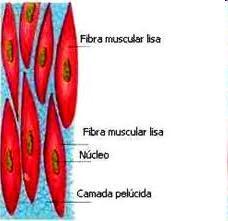Tipos de tecidos muscular Tecido muscular liso É constituído por fibras fusiformes dotadas de um núcleo alongado e central.