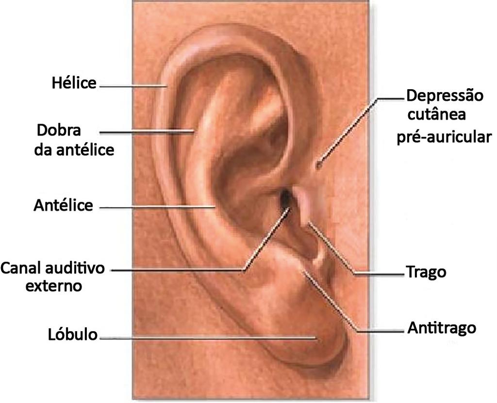 ABSTRACT Introduction: The ear is a structure of the face with important aesthetic value.
