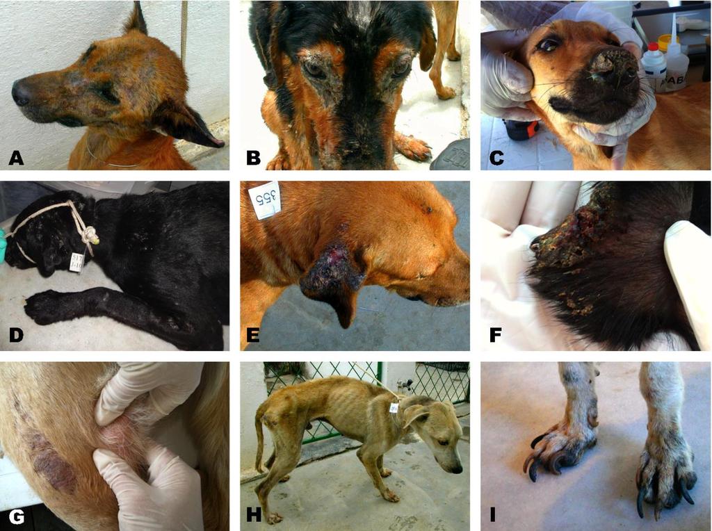 34 Figura 4 - Sinais clínicos aparentes associados à LVC em cães infectados com L. infantum (VERAS et al.