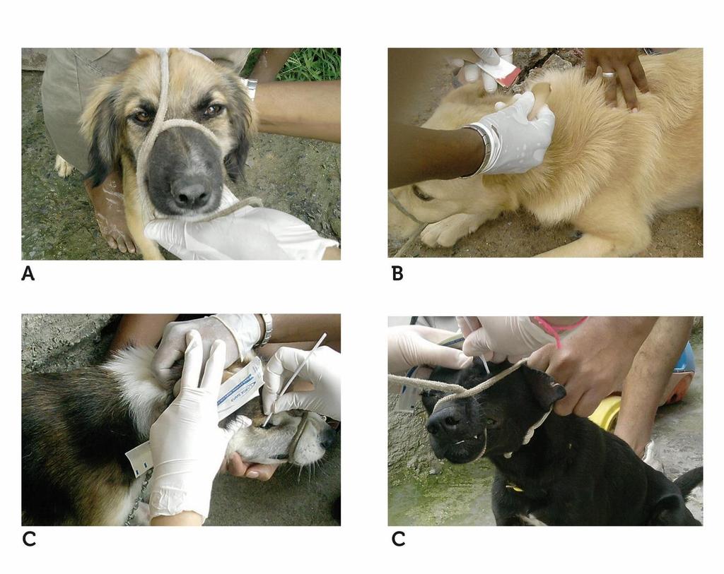 76 Figura 7 Imagens representativas do trabalho de coleta de amostras dos animais durante o inquérito canino censitário anual (A) contenção do animal pelo agente de controle de endemias; (B) coleta