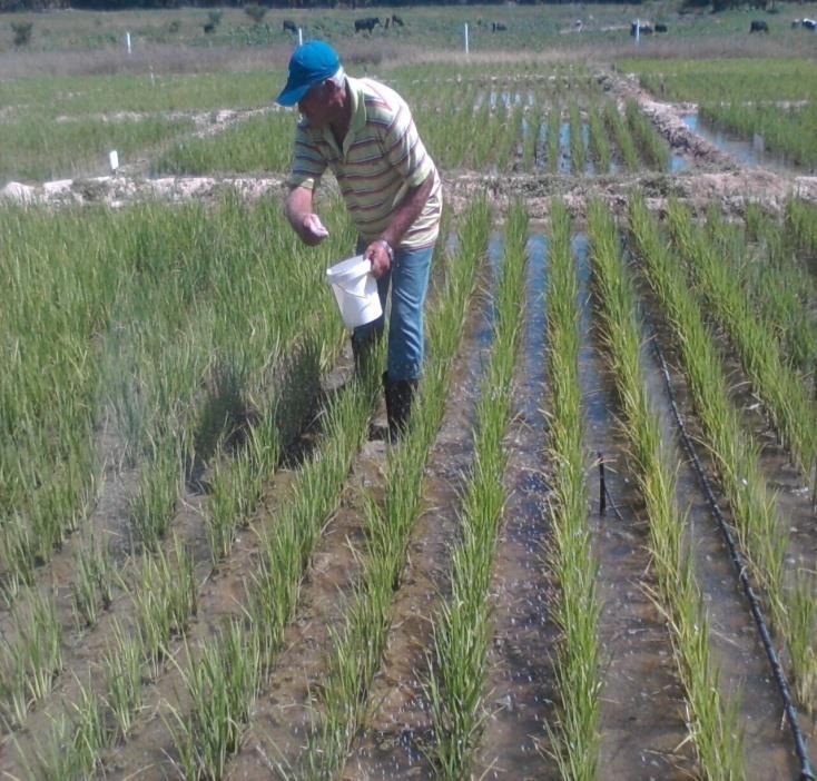 Caracterização do solo após a colheita