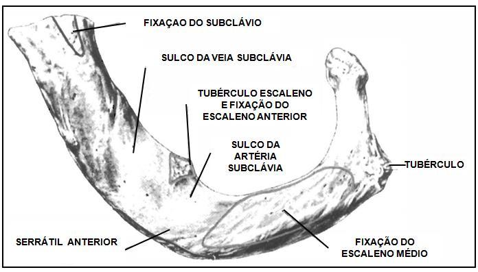 Face superior da primeira costela 1.2 Face inferior Inserção do primeiro intercostal interno. 1.3 Face externa Inserção do primeiro intercostal externo. 1.4 Face interna Inserção dos ligamentos costopleurais 1.