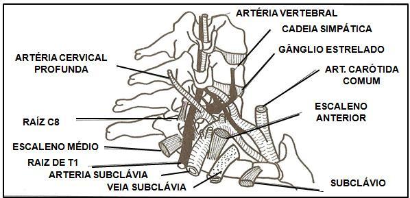 Relações anatômicas da primeira costela 2 FISIOLOGIA ARTICULAR DA 1ª COSTELA A primeira costela faz dois tipos de movimentos: - derivados da mobilidade da coluna