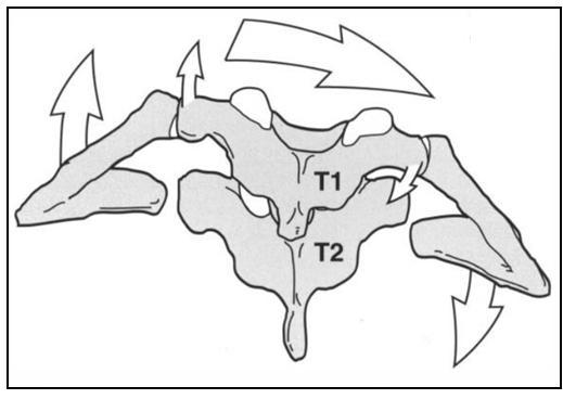 Movimentos da primeira costela durante a rotação na rotação cervical, T1 faz uma rotação no mesmo sentido: do lado da rotação a primeira costela posterioriza, do lado oposto anterioriza. 2.