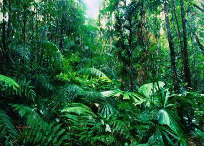 QUESTÃO 1 ESCREVA se o ambiente é floresta, campo agropecuário ou cidade.