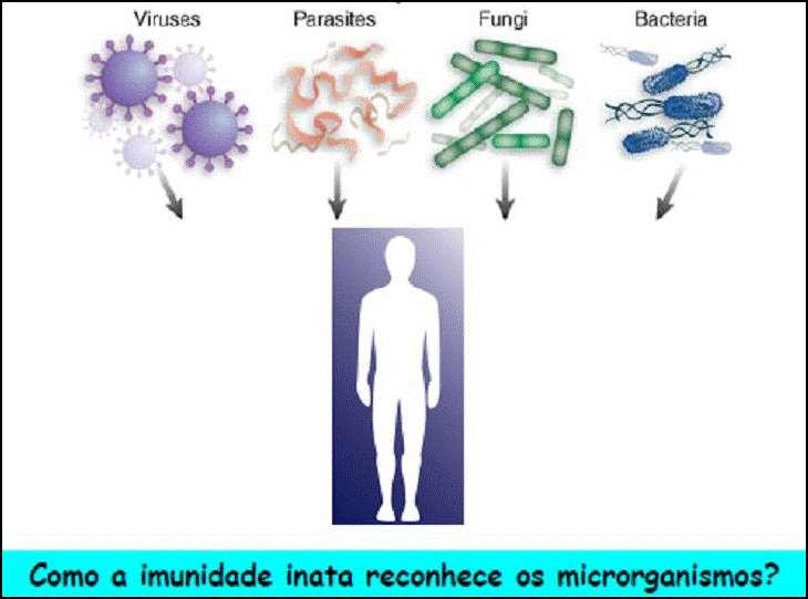 Reconhecimento de Microrganismos pela Imunidade