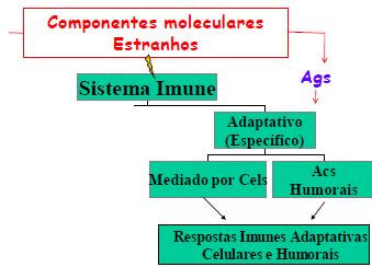 Visão Geral da Organização e do