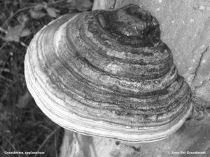 mostra o fungo Ganoderma applanatum encontrado na natureza. Figura 3 - Fungo Ganoderma Applanatum Fonte: http://www.mrcashop.org/mushroom_shop/ganoderma-applanatum-artist-conkkofukitake-pi-461.