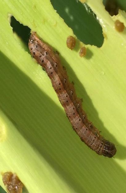 NÚMERO DE LAGARTAS EM 10 PLANTAS APÓS