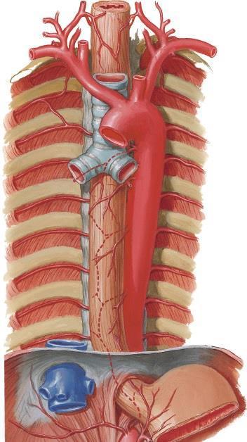 Quais os ramos da aorta torácica?