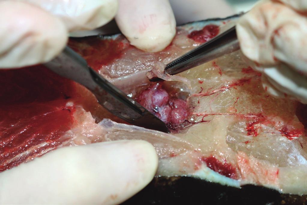 Hipofisectomia de tambaqui (Colossoma macropomum): a) Limpeza da caixa craniana com papel