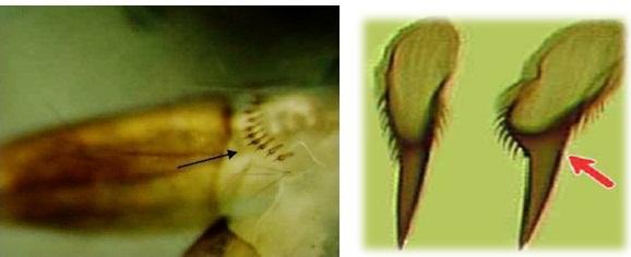18 Figura 4: Detalhe das espículas aciculares do último segmento abdominal de Aedes albopictus (Diptera: Culicidae) espículas aciculares.
