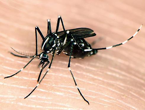 19. Figura 5: Aedes albopictus (Diptera: Culidae) adulto, fêmea. Fonte: cisr.ucr.eduasian.
