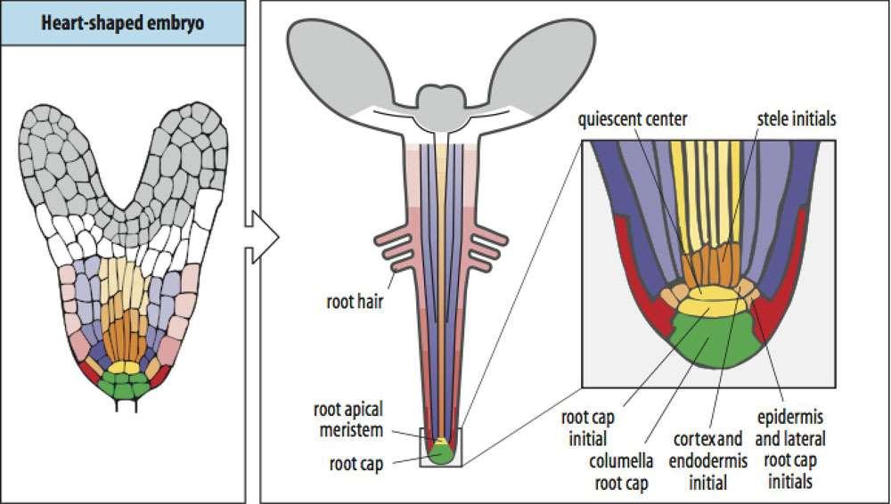 ANATOMIA DA