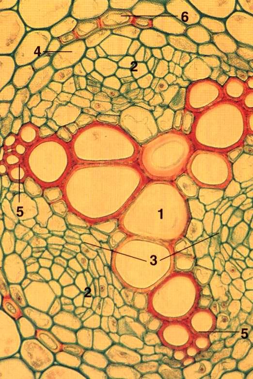 ANATOMIA DA RAÍZ 1ª Raiz de dicotiledónea estrutura 1ª - Feixes vasculares simples e radiais 1-