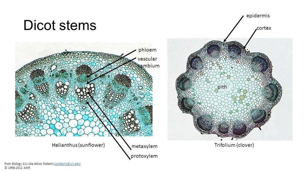 ANATOMIA DA CAULE Caule