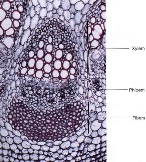 ANATOMIA DA CAULE Caule dicoti