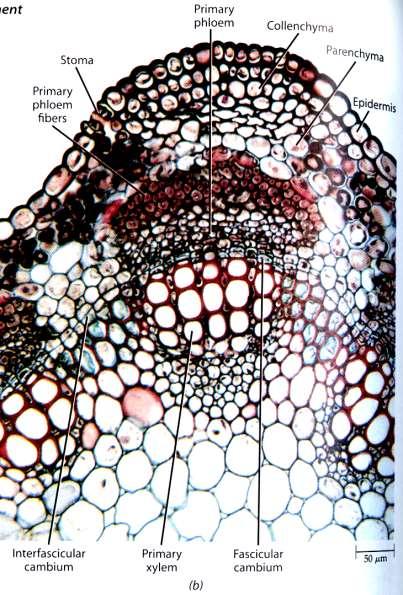 (Medicago sativa) Feixe vascular