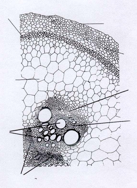 2016/2017 ANATOMIA Do CAULE 1º de dicotiledónea