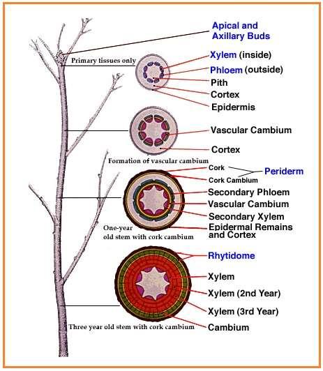 ANATOMIA