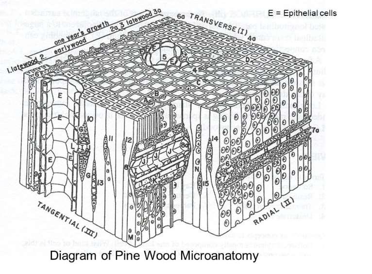 ANATOMIA DA CAULE