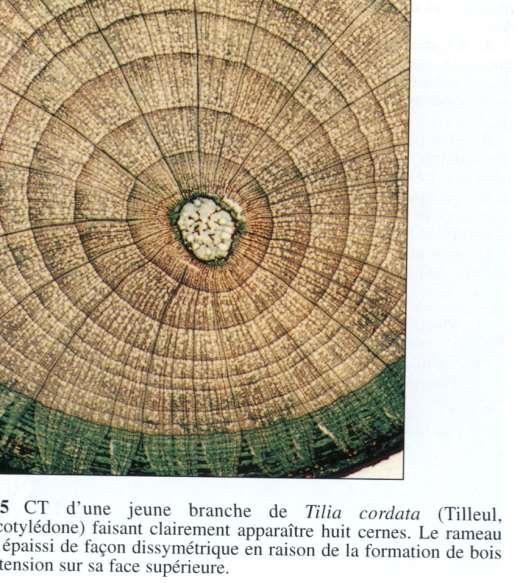 ANATOMIA DA CAULE Planta