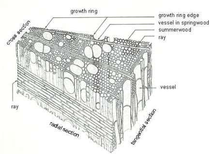 ANATOMIA DA CAULE Planta lenhosa Cross-section of an oak (Quercus) The evolutionarily