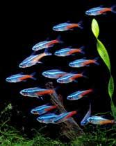 azul 10 peixes Paracheirodon innesi Tamanho : 2,5/3 cm 54 95 79 95 Aquário