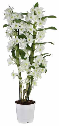 Adoro adoro 7 95 Em vaso de Ø 12 cm Orquídea Phalaenopsis Planta de dois ramos.