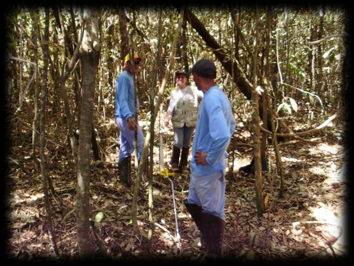 Metodologia Caracterização fisionômico-estrutural da vegetação