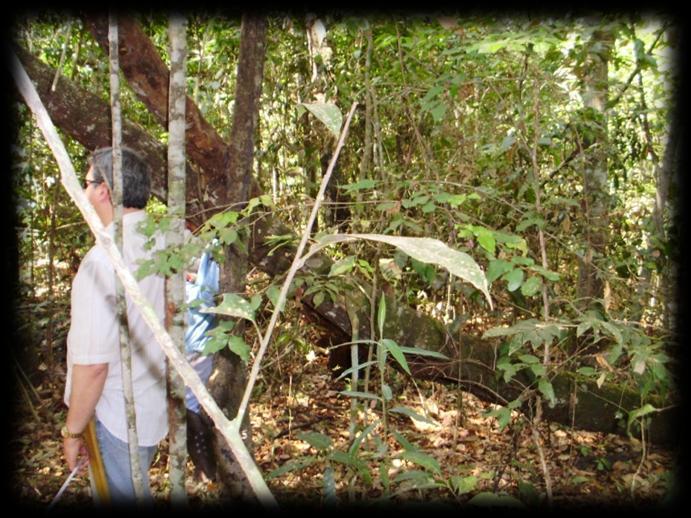 seca), em 20 transectos (100 x 25 metros), na área florestal