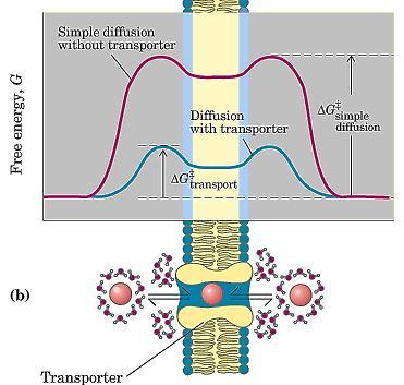 Difusão facilitada ou transporte passivo é o mecanismo utilizado para o transporte de soluto e metabólitos nos sistemas