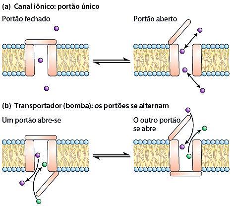 Existem nas membranas biológicas dois tipos de