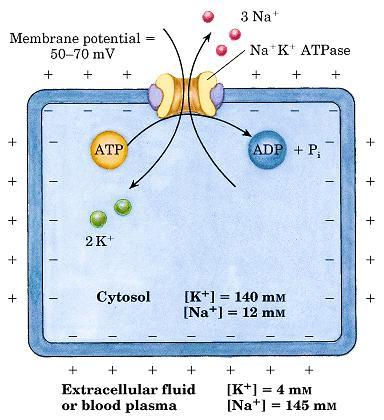 Tipo P (transportam íons cátions e ânions) ATPase Na + K + Mantém concentrações diferentes desses íons no interior e