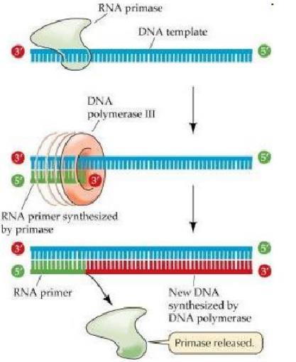 Paradoxos da replicação A DNA pol não consegue iniciar uma nova fita a partir do nada.