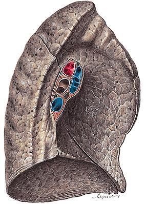 vasculares até cerca de ¾ do pulmão, ou seja, no ¼ externo os vasos não têm