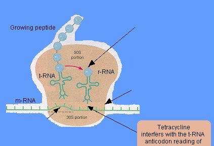 Inibidores da Síntese Proteíca Tetraciclinas Minociclina Doxiciclina Gram positivas e negativas aeróbias Espiroquetas,