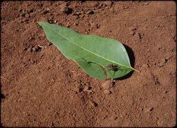 Combate à Formiga (principal praga) Formigas cortadeiras são insetos sociais : organização em colônias, por isso, o controle é difícil.