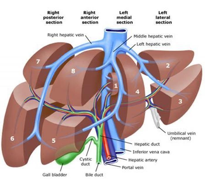 ANATOMIA