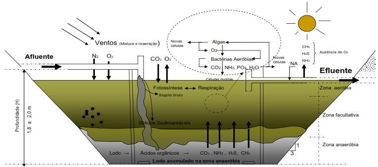 A presença de oxigênio na lagoa é oriunda por algas e o processo de estabilização da matéria orgânica ocorre em três zonas distintas: zona aeróbia, facultativa e anaeróbia.