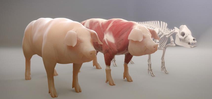 Pig atlas GWAS para novos fenótipos