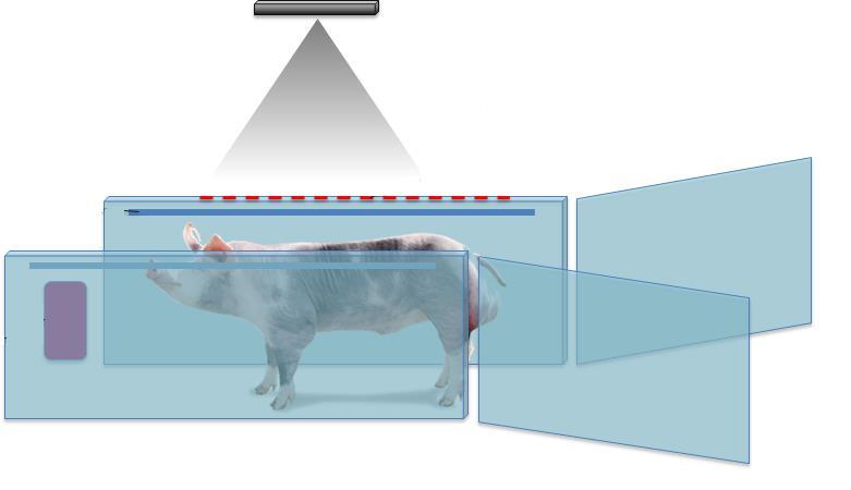 Tecnologia de imagens Kinect (3D camera) Vantagens Animais vivos Sem estresse para o animal Barato (CT)