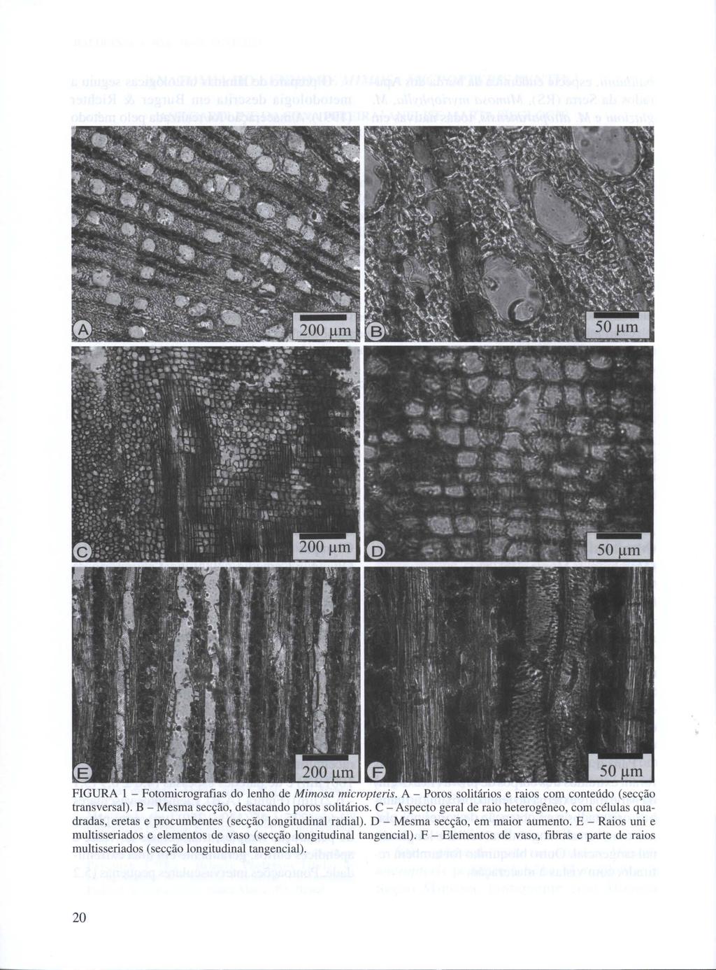 FIGURA 1 - Fotomicrografias do lenho de Mimosa micropteris. A - Poros solitários e raios com conteúdo (secção transversal). B - Mesma secção, destacando poros solitários.